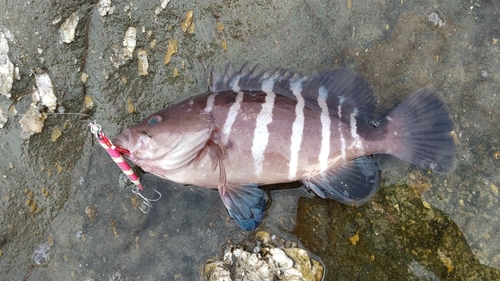 マハタの釣果