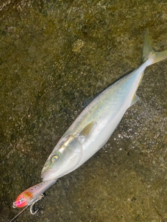 イナダの釣果