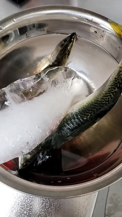 サバの釣果