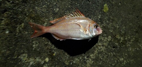 チダイの釣果