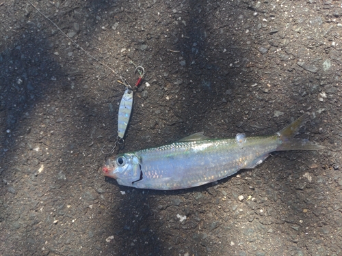 サッパの釣果