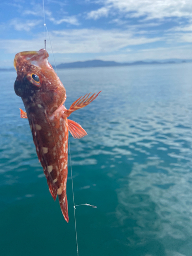 ウッカリカサゴの釣果