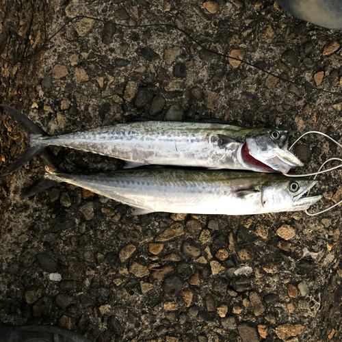 サゴシの釣果