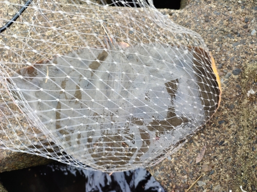 ツバクロエイの釣果