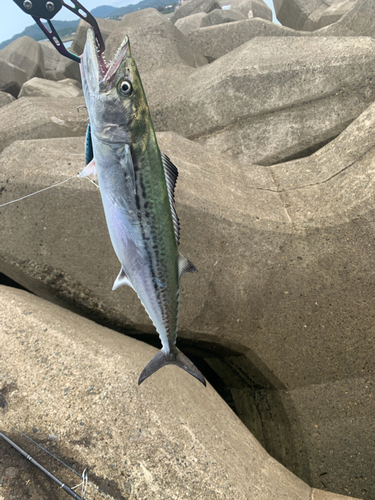 サゴシの釣果