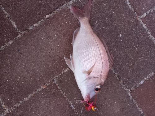 チャリコの釣果