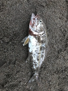 ショゴの釣果