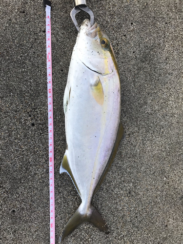 ショゴの釣果