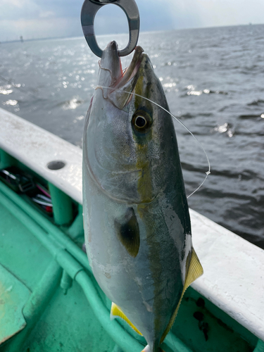 イナダの釣果