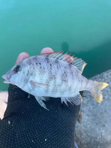 メイチダイの釣果