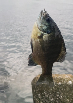 ブルーギルの釣果