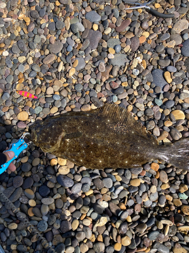 ヒラメの釣果