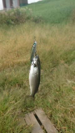 ボラの釣果