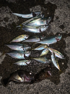 アジの釣果