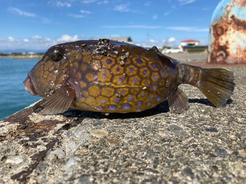 ハコフグの釣果