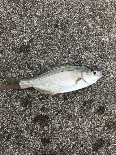 タナゴの釣果