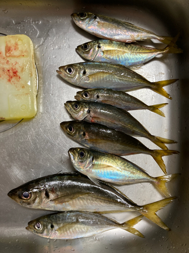 アジの釣果