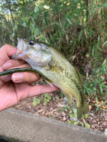 ラージマウスバスの釣果