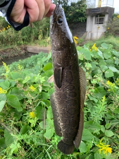 カムルチーの釣果