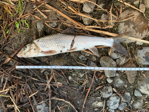 ニゴイの釣果