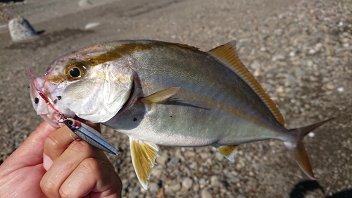 ネイリの釣果