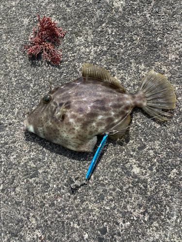 カワハギの釣果