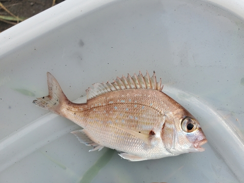 タイの釣果