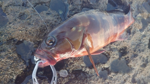 アカハタの釣果