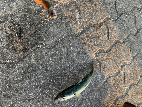 サバの釣果