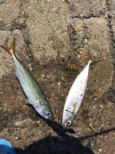 サバの釣果