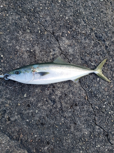 メジロの釣果