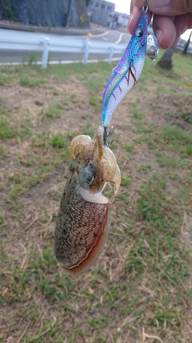 モンゴウイカの釣果