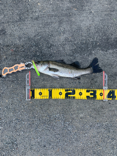 シーバスの釣果