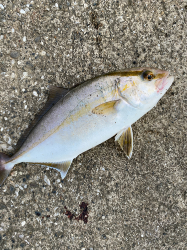 ショゴの釣果