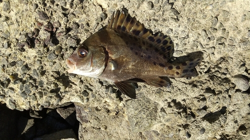 釣果