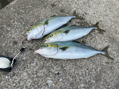 イナダの釣果