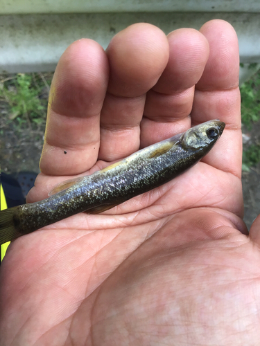 アブラハヤの釣果