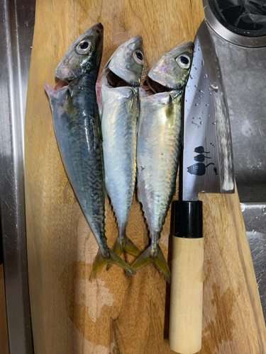 サバの釣果