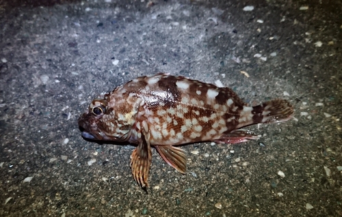 カサゴの釣果