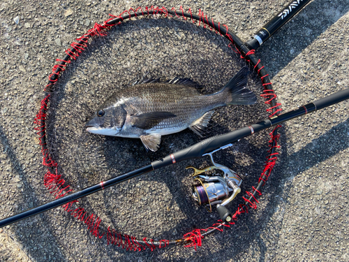 チヌの釣果