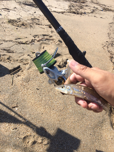 キスの釣果