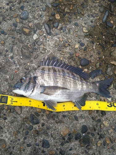 クロダイの釣果