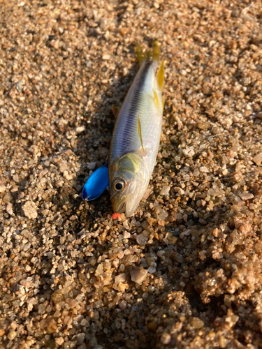 カワムツの釣果