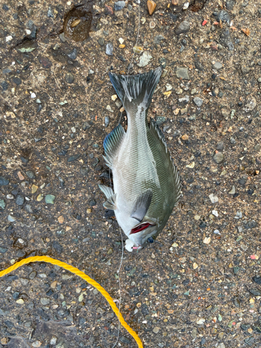 メジナの釣果