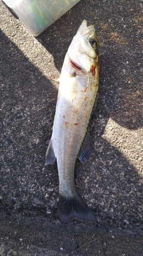 セイゴ（ヒラスズキ）の釣果