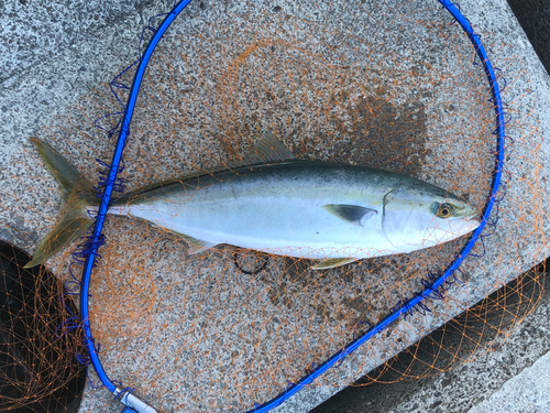 ハマチの釣果