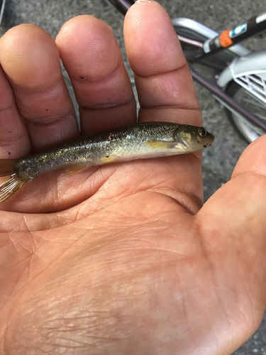 アブラハヤの釣果