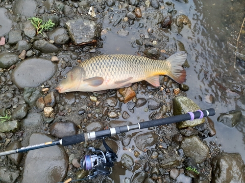 コイの釣果