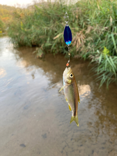 カワムツの釣果