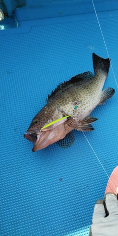 オオモンハタの釣果